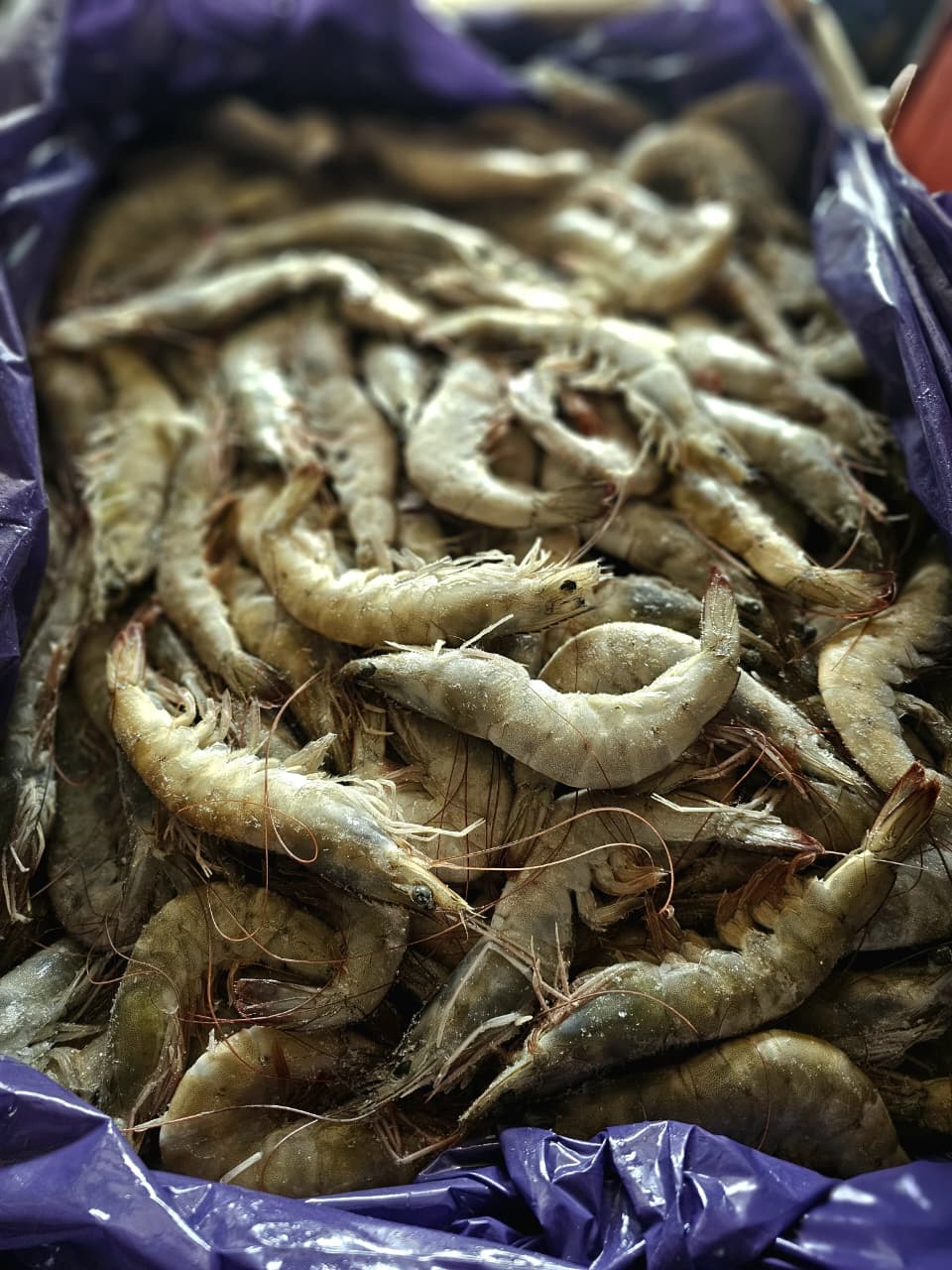 Camarón entero